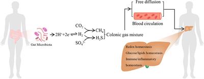 Hydrogen: An Endogenous Regulator of Liver Homeostasis